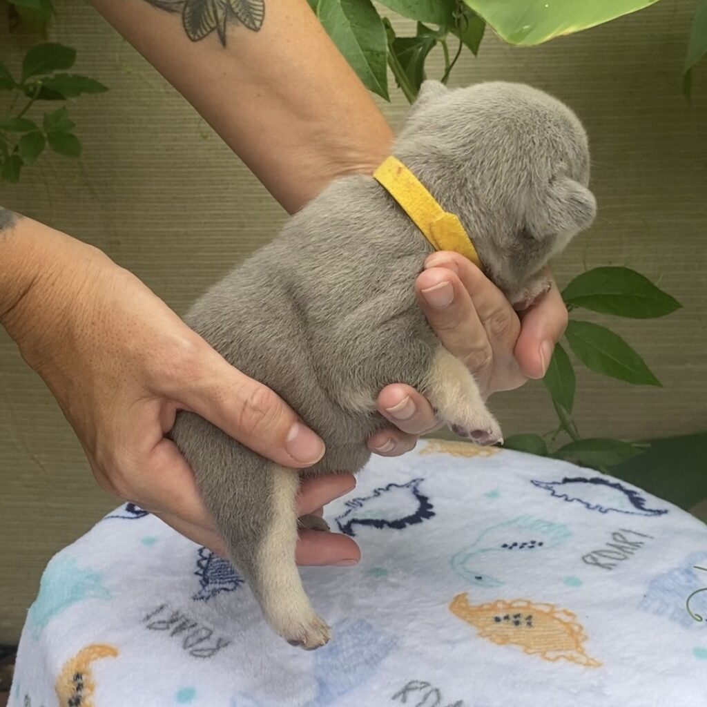 French bulldog puppy lilac and tan male