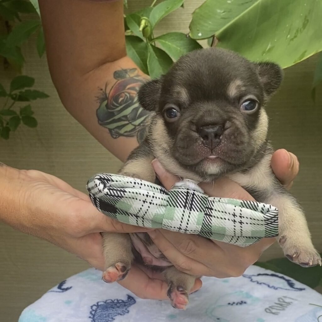 French bulldog, chocolate and tan male, gray collar