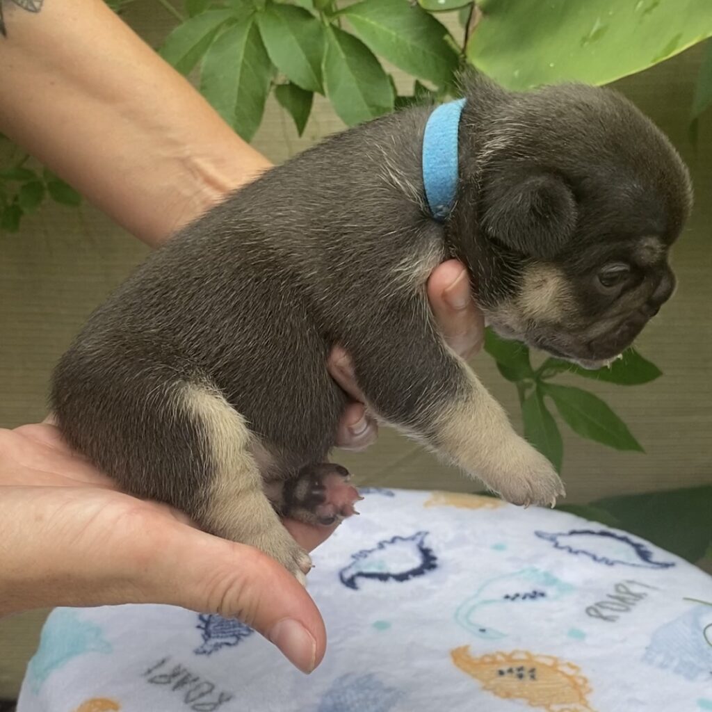 French bulldog male blue