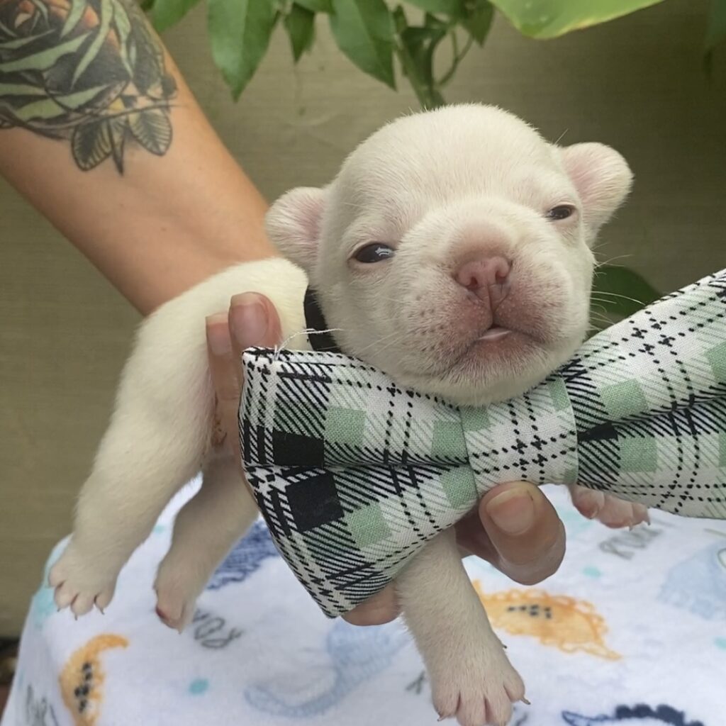 French bulldog, male, platinum