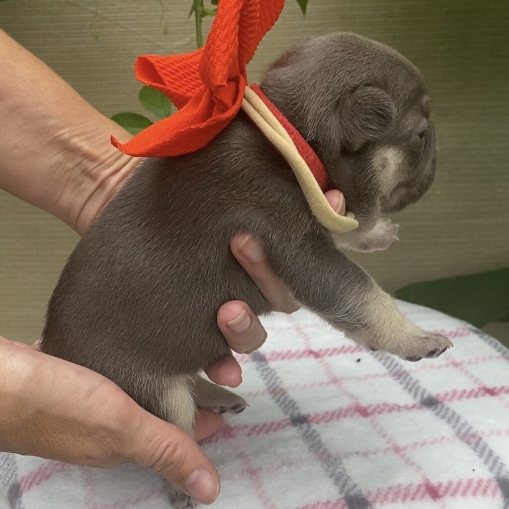 French bulldog female red