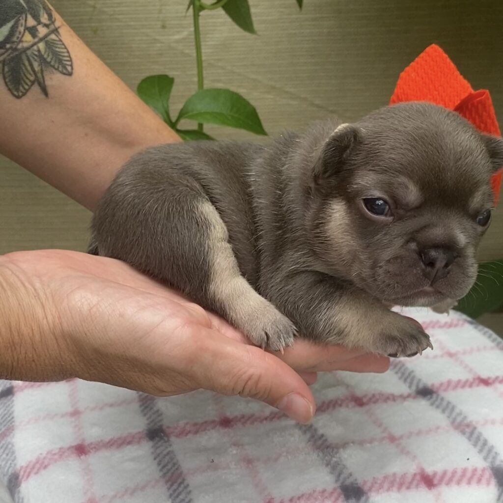 French bulldog female red