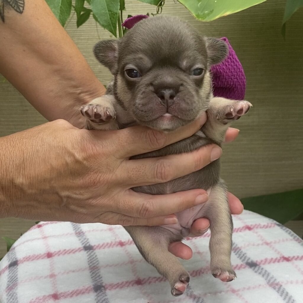 French bulldog female, purple collar