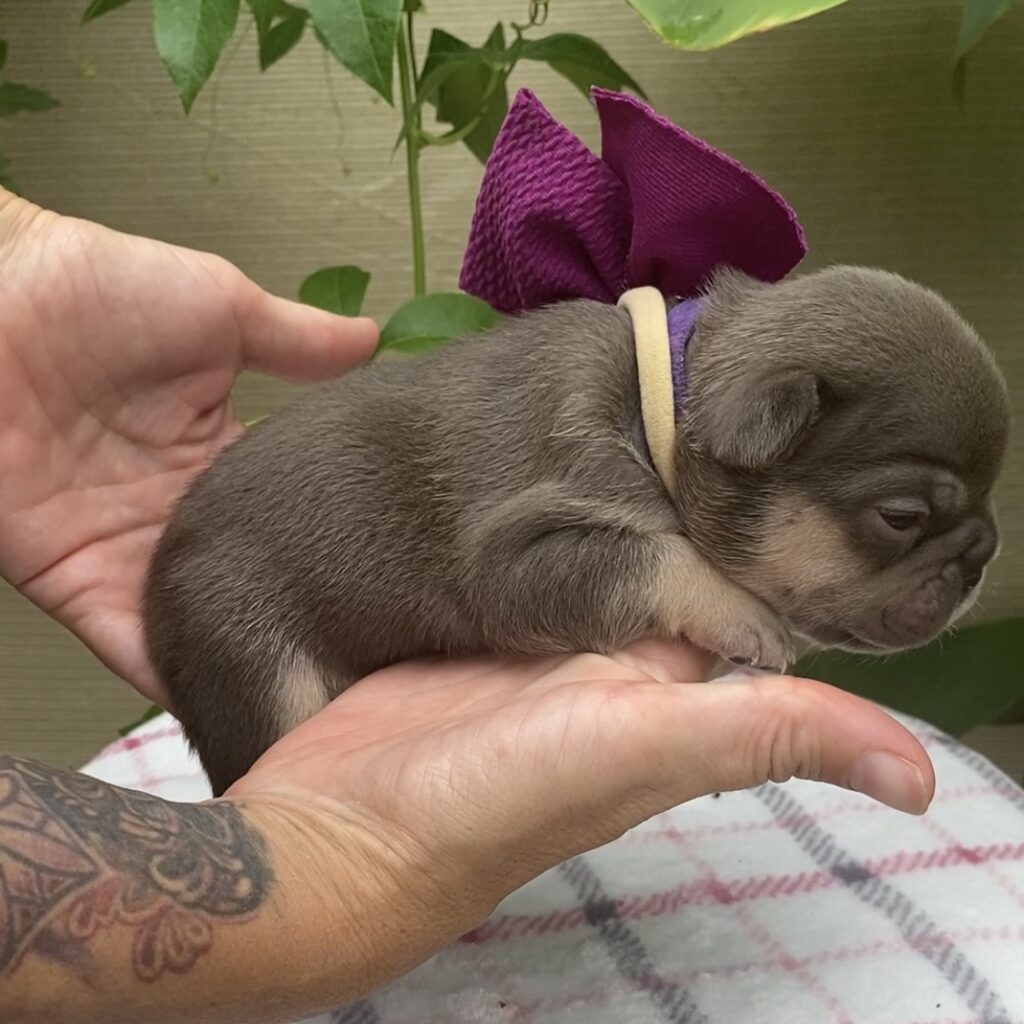 female French bulldog purple