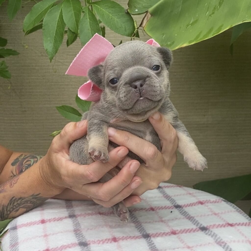 French bulldog female pink