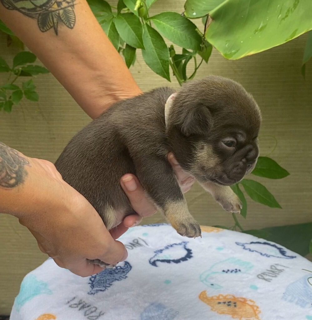 French bulldog puppy, chocolate and tan male, gray collar